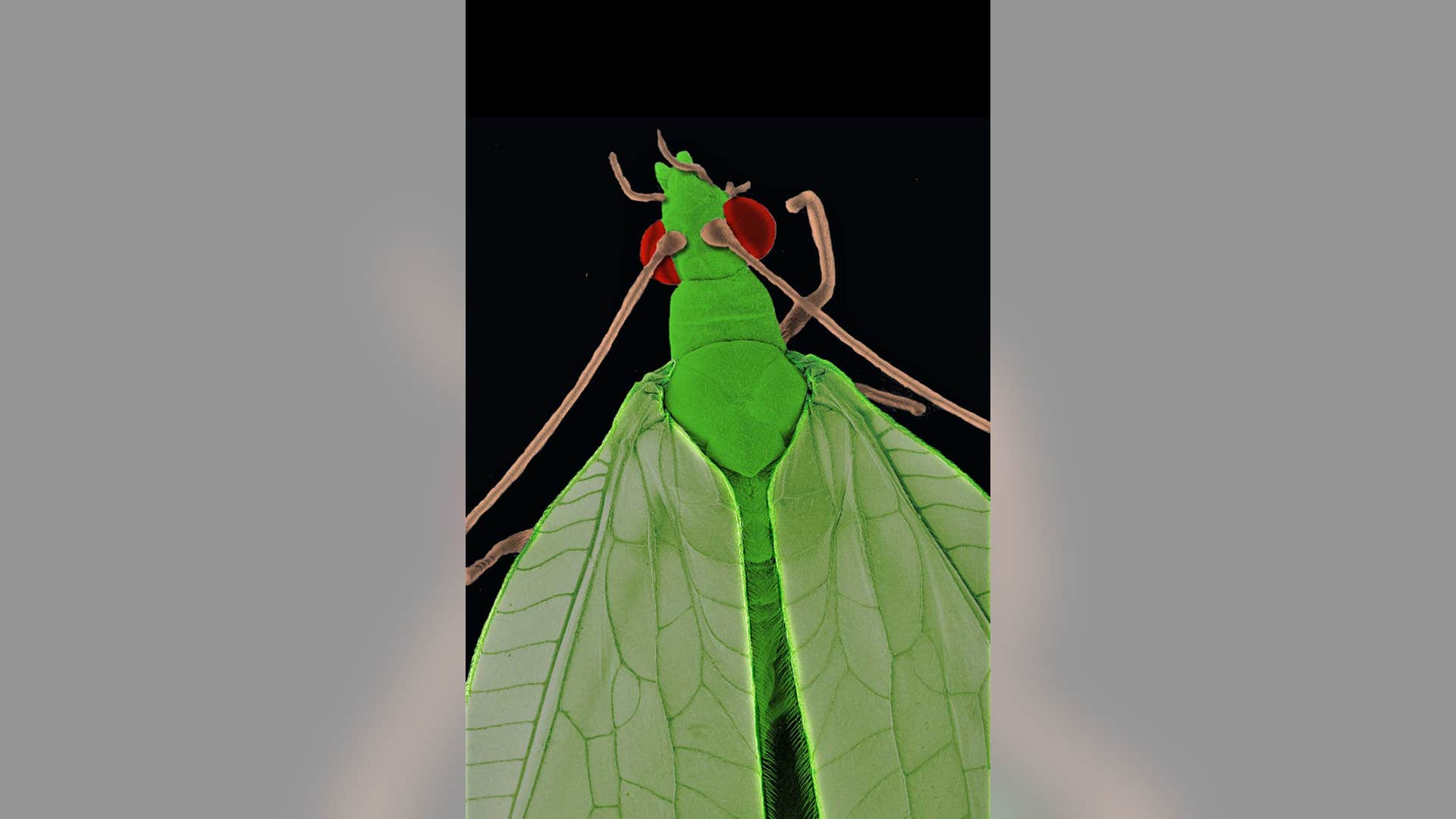 Ugliest Bug: greenlacewing