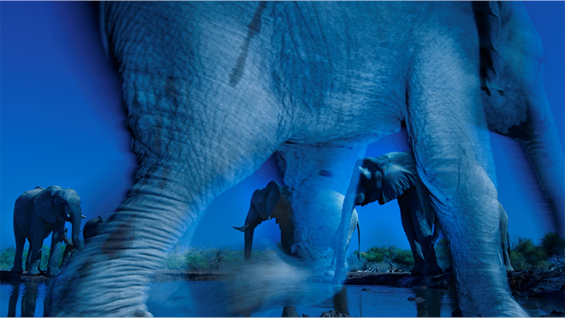 <b>Winner: Wildlife Photographer of the Year</b>