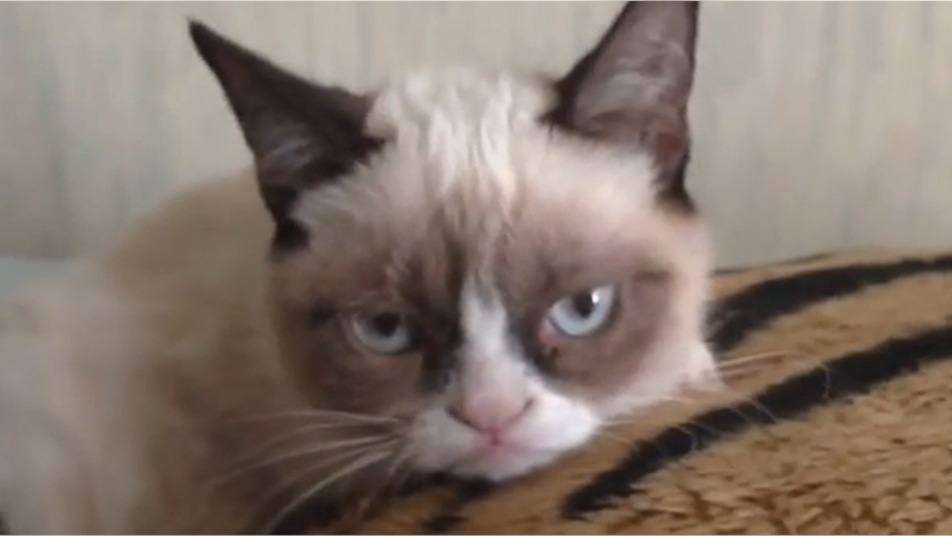 Grumpy Cat/Tartar Sauce