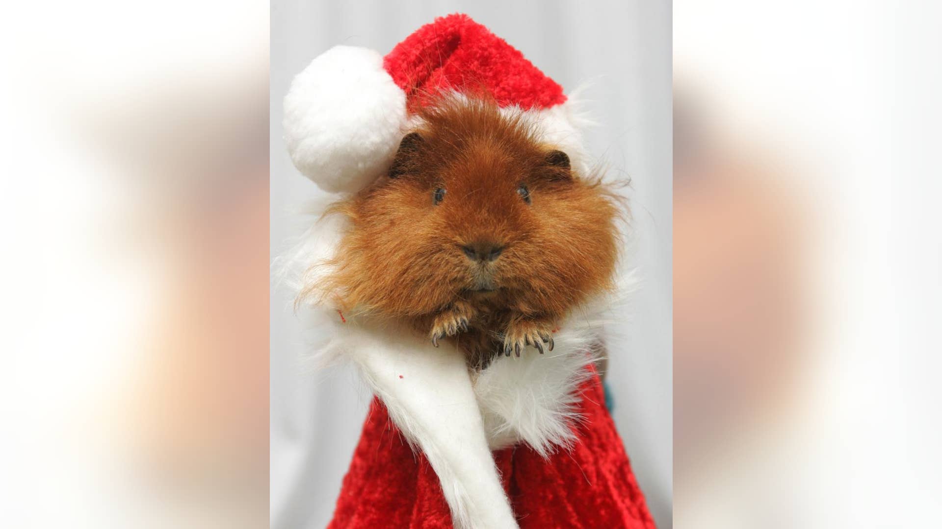 Guinea Pig Santa