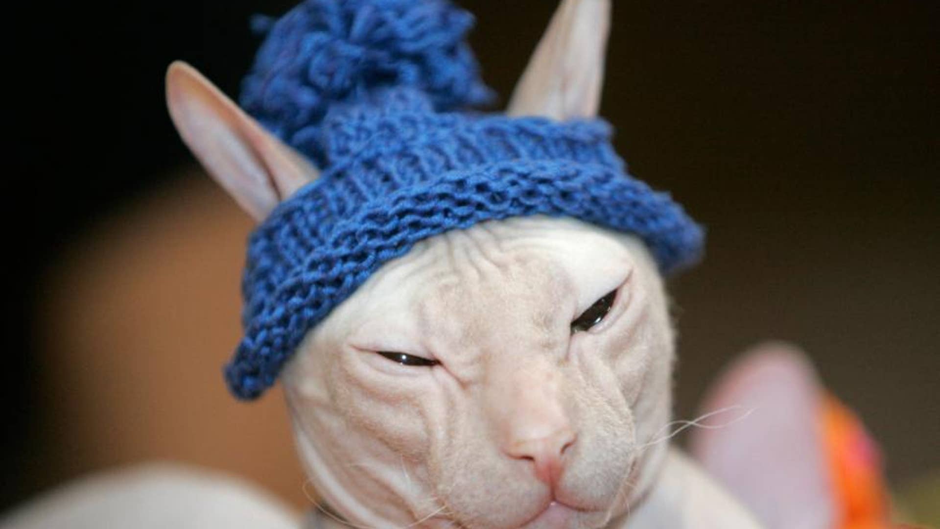 Hairless Cat Hat
