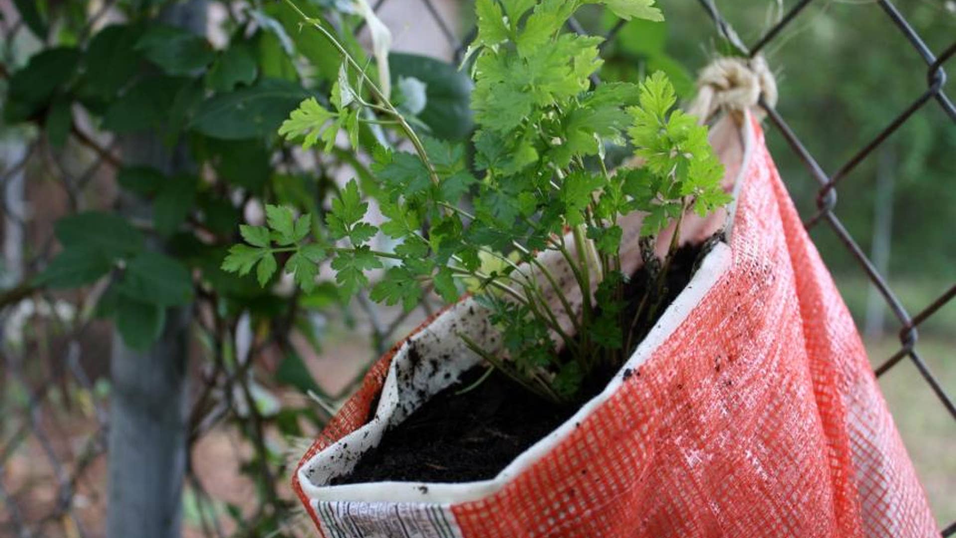 Hanging Herb Planter