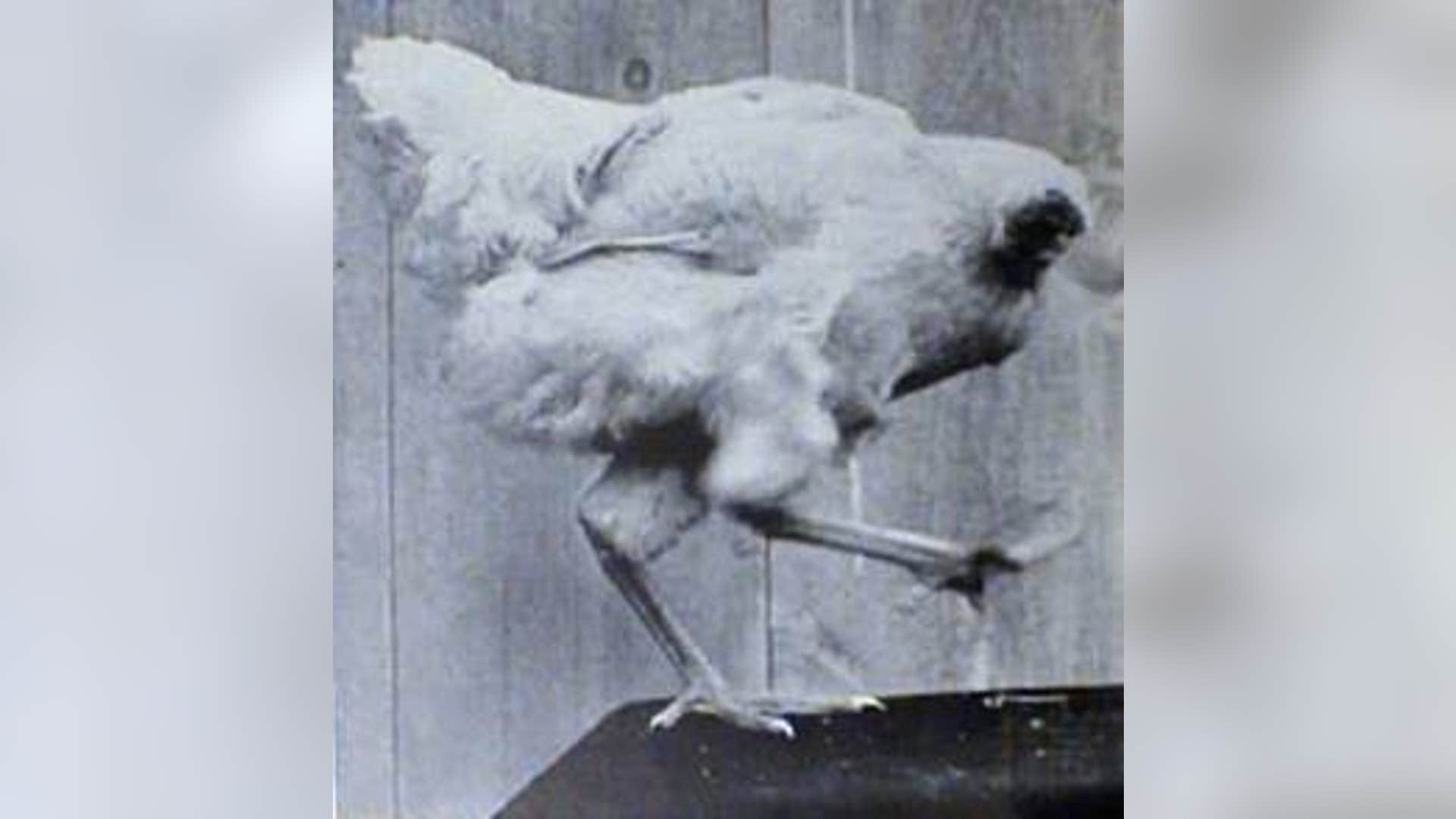 Mike the Headless Chicken