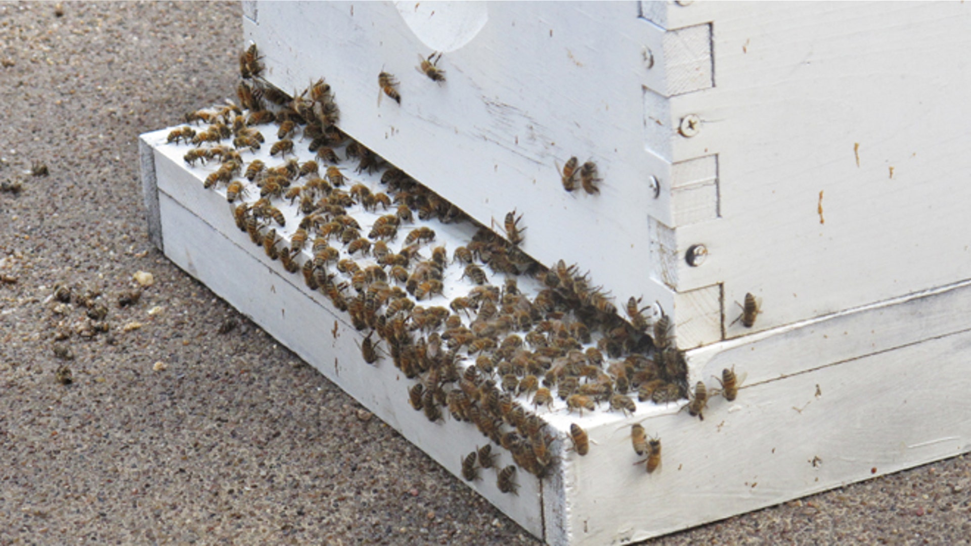 honey_bees1