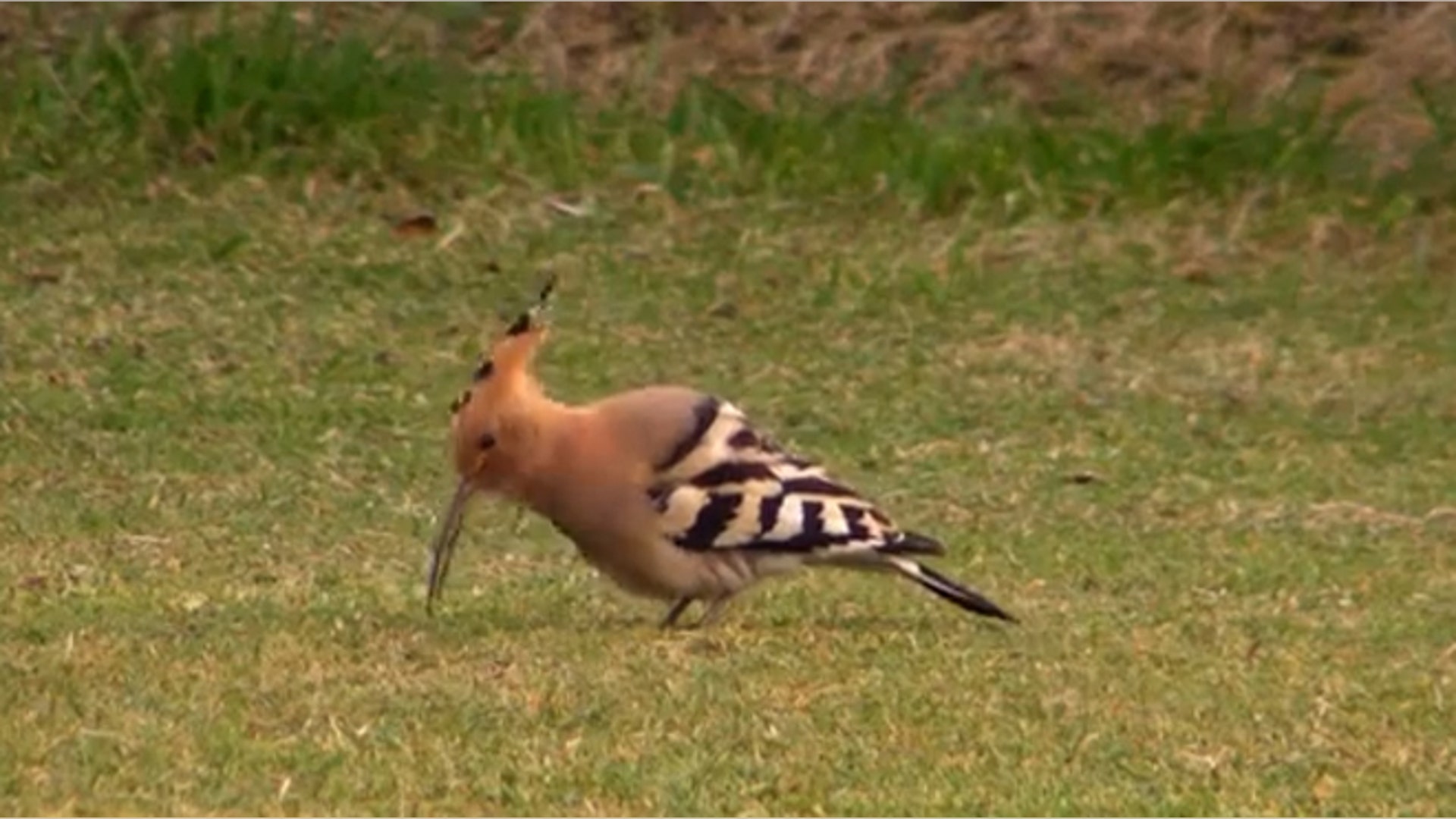 hoopoe