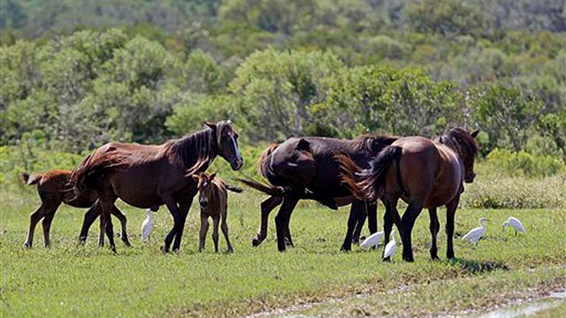 Wild, Wild Horses