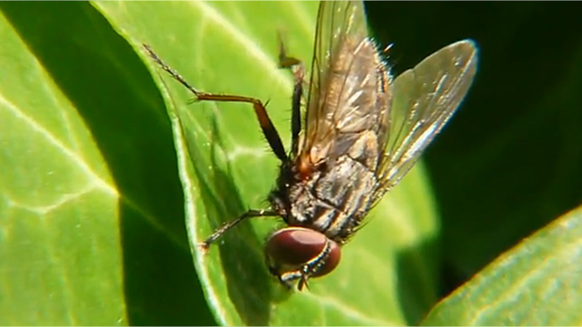 housefly