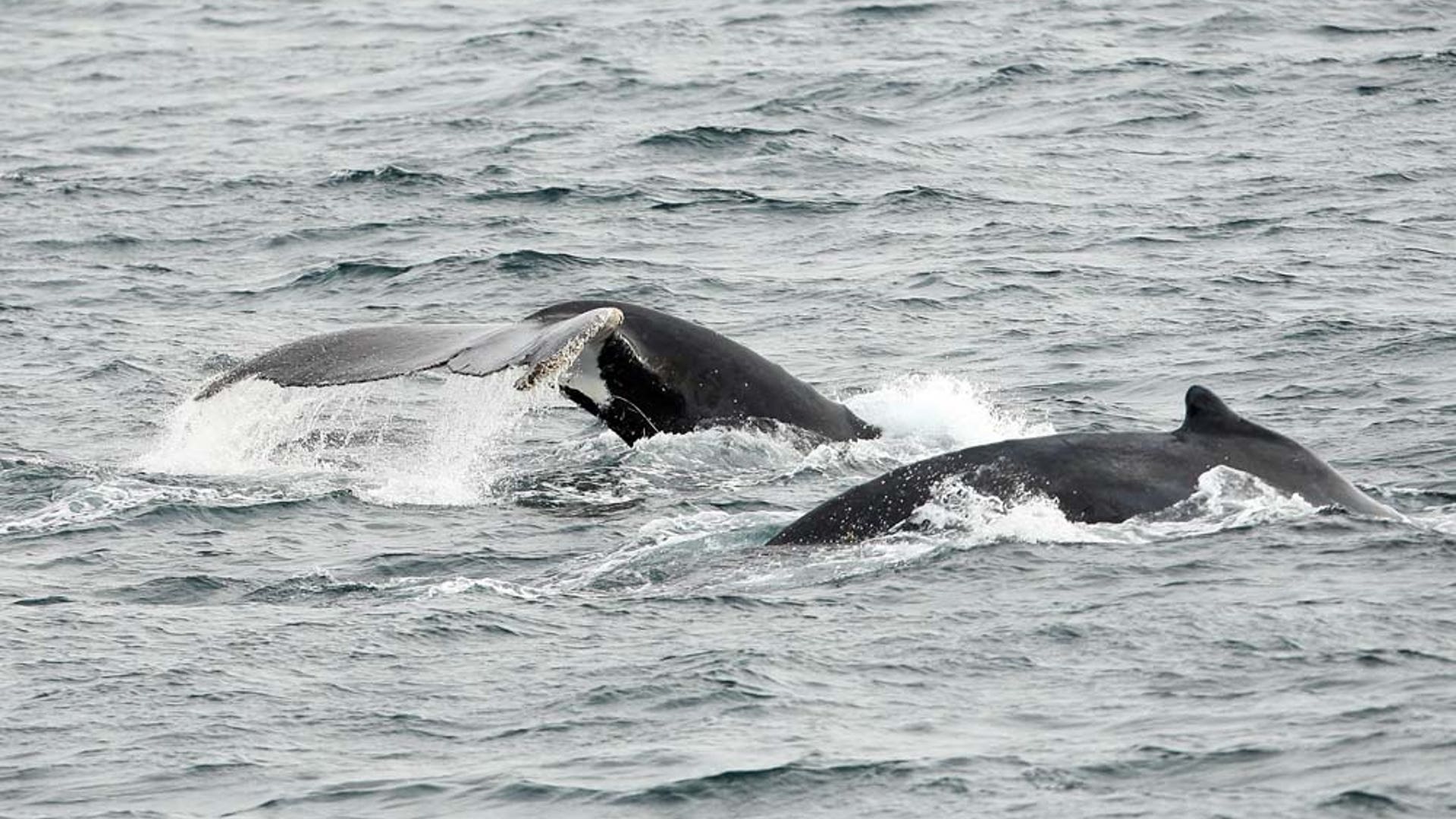 humpback whales6