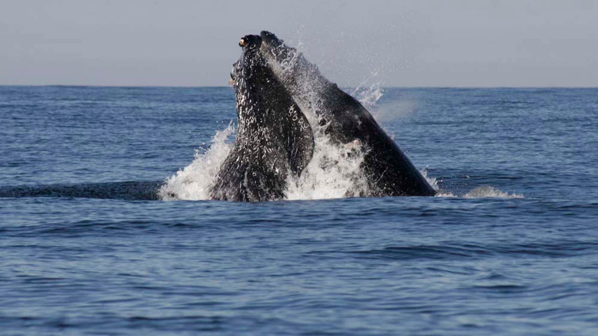humpback whales9