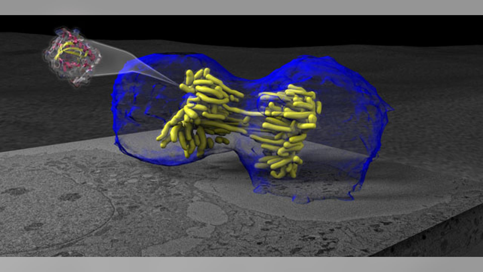 Separation of a Cell