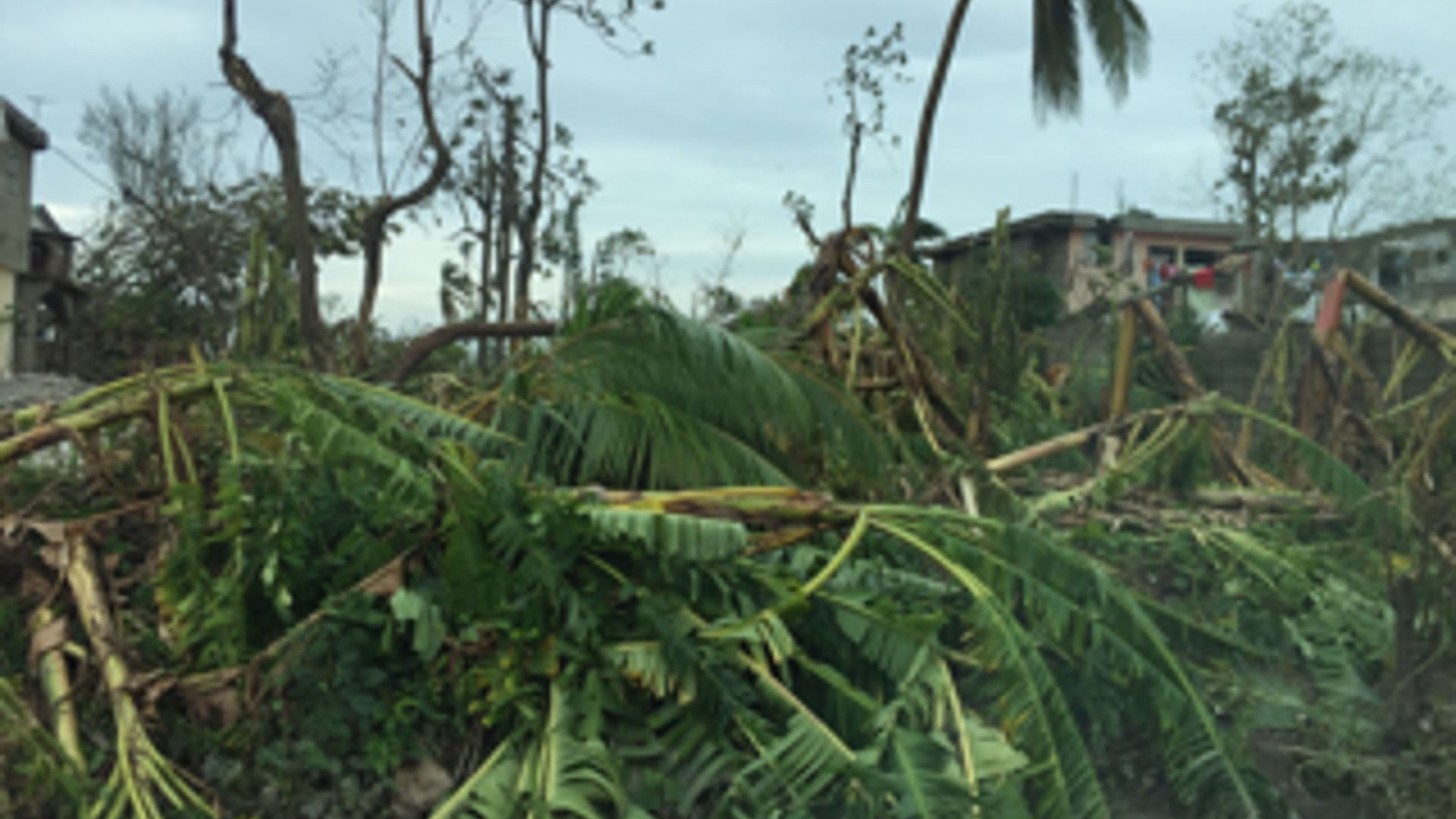 Trees ripped from their roots