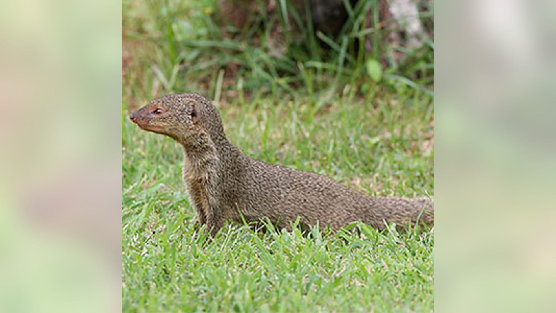 indian_mongoose