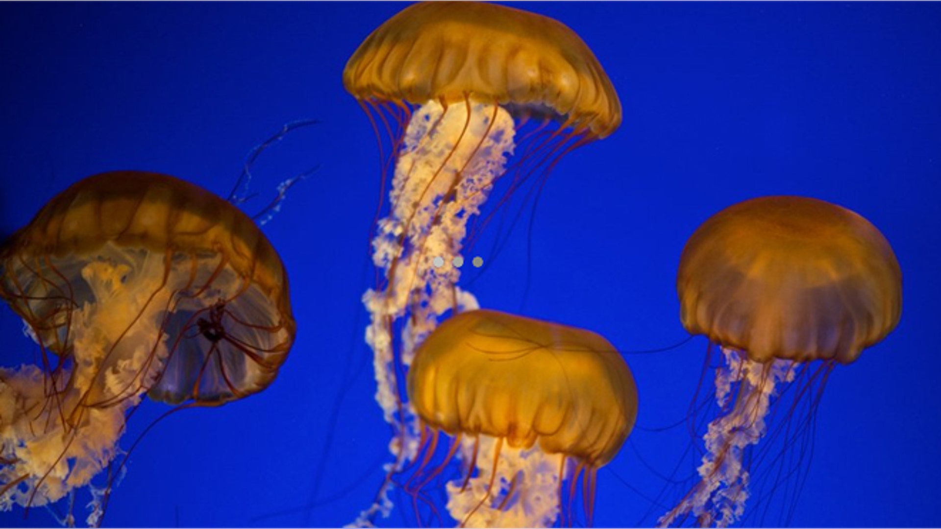 jellyfish