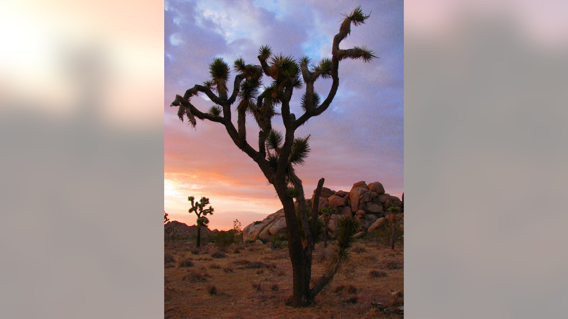 A Joshua Tree