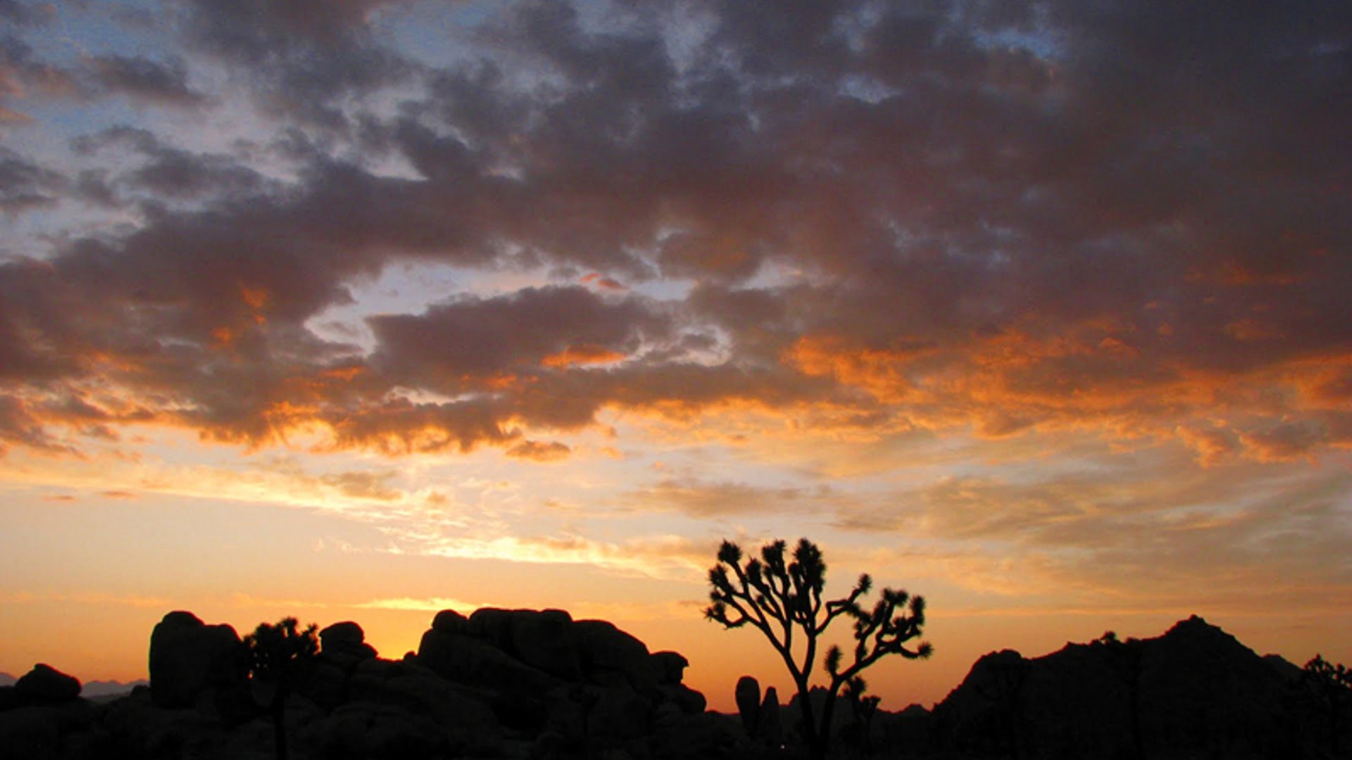 Joshua Tree National Park at Sunset