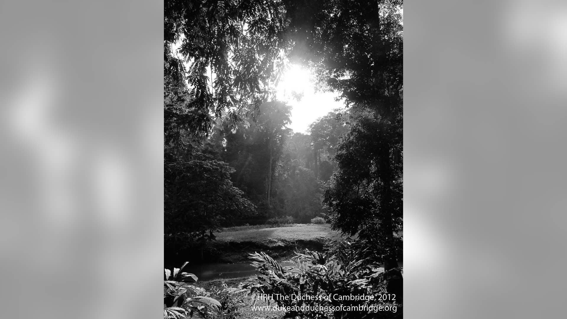 The Duchess snapped this photo during a private walk through part of the jungle, close to the Danum Valley research station.