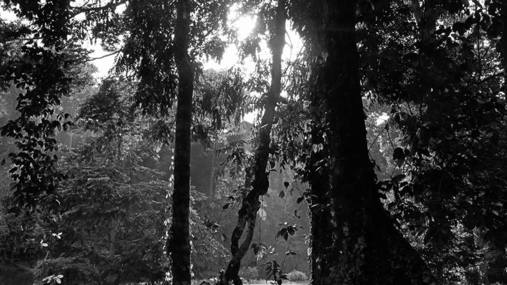 Another photo taken by the Duchess during a private walk through part of the jungle, close to the Danum Valley research station.