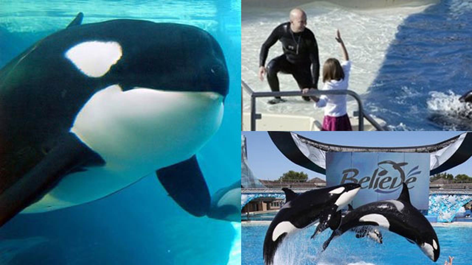 Kasatka Mauls Trainer