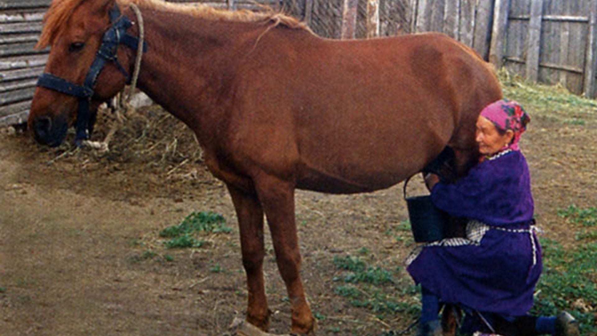 Kazakhstan: First Domesticated Horses