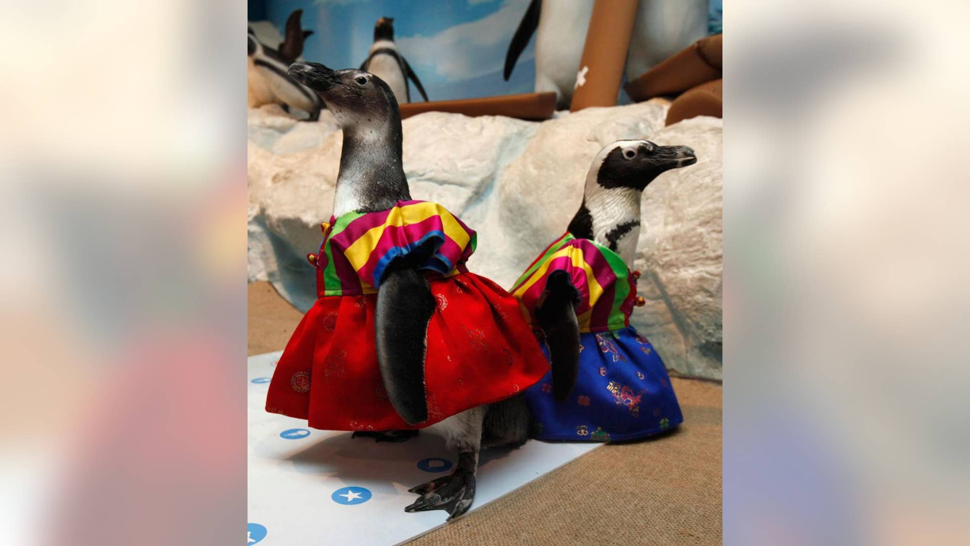Hanbok-Clad Penguins