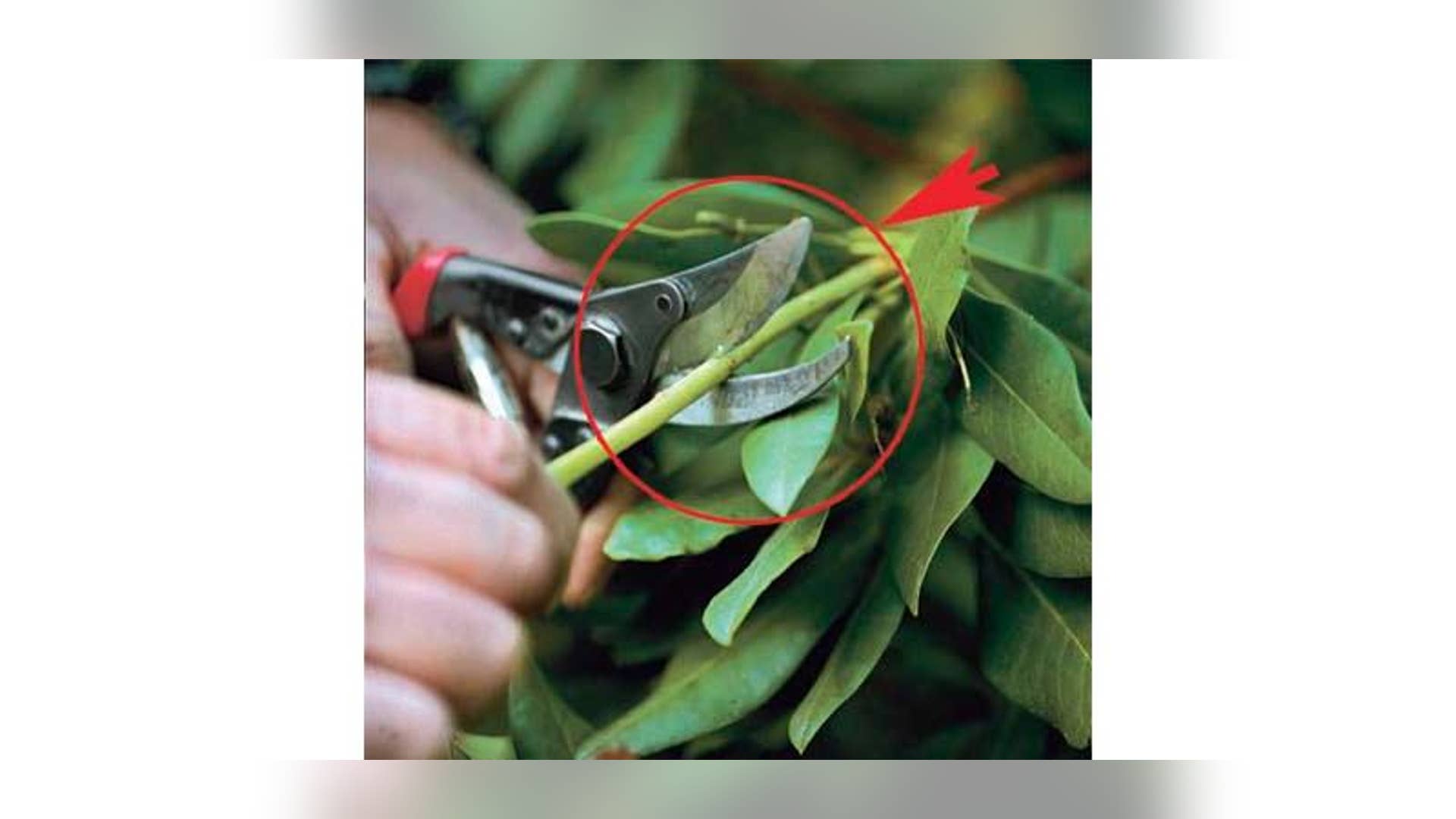 Prune, Limb, and Landscape