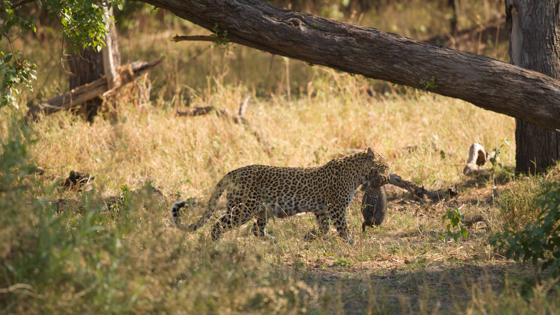Moremi Game Reserve, Botswana