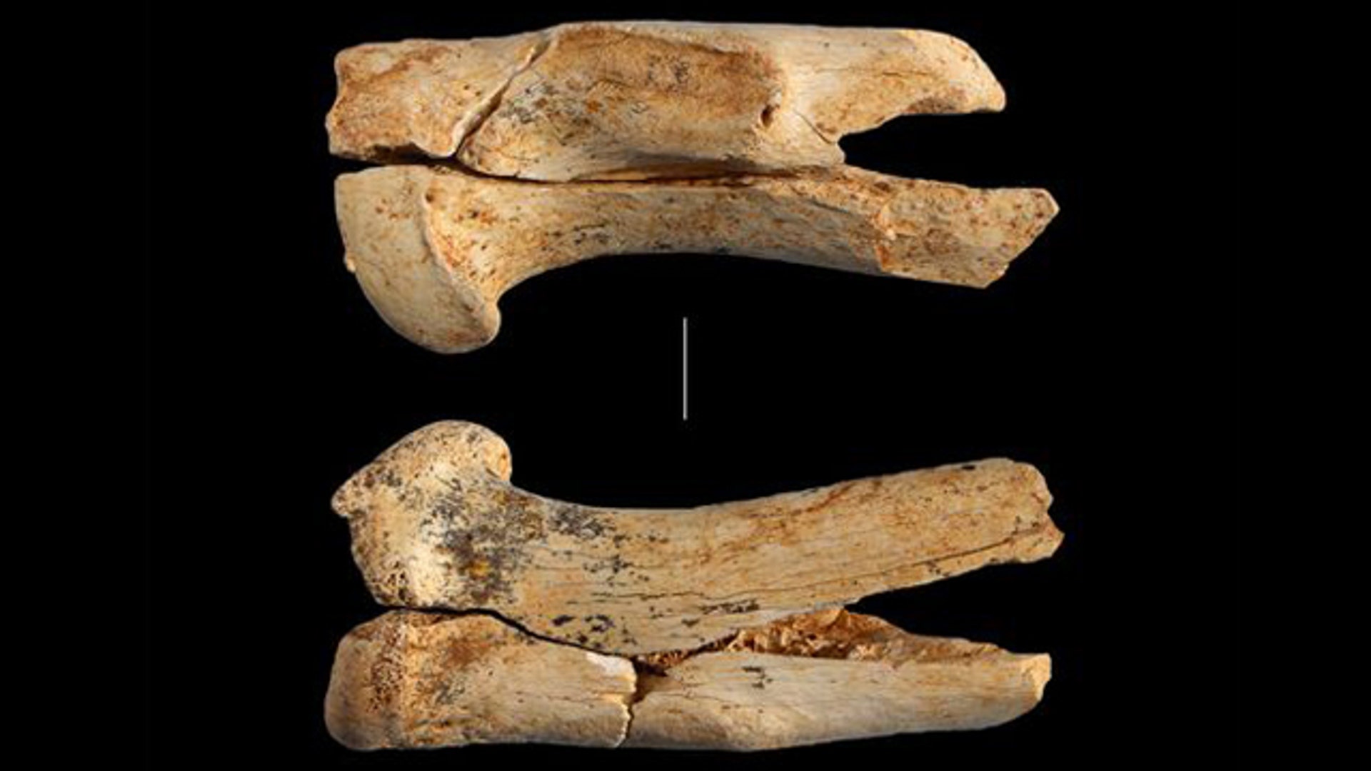Cave Lion Bones