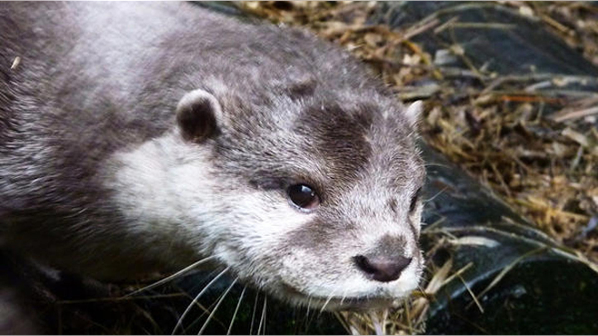 Little Hidden by Eleanor Bennett - Highly Commended (Junior)