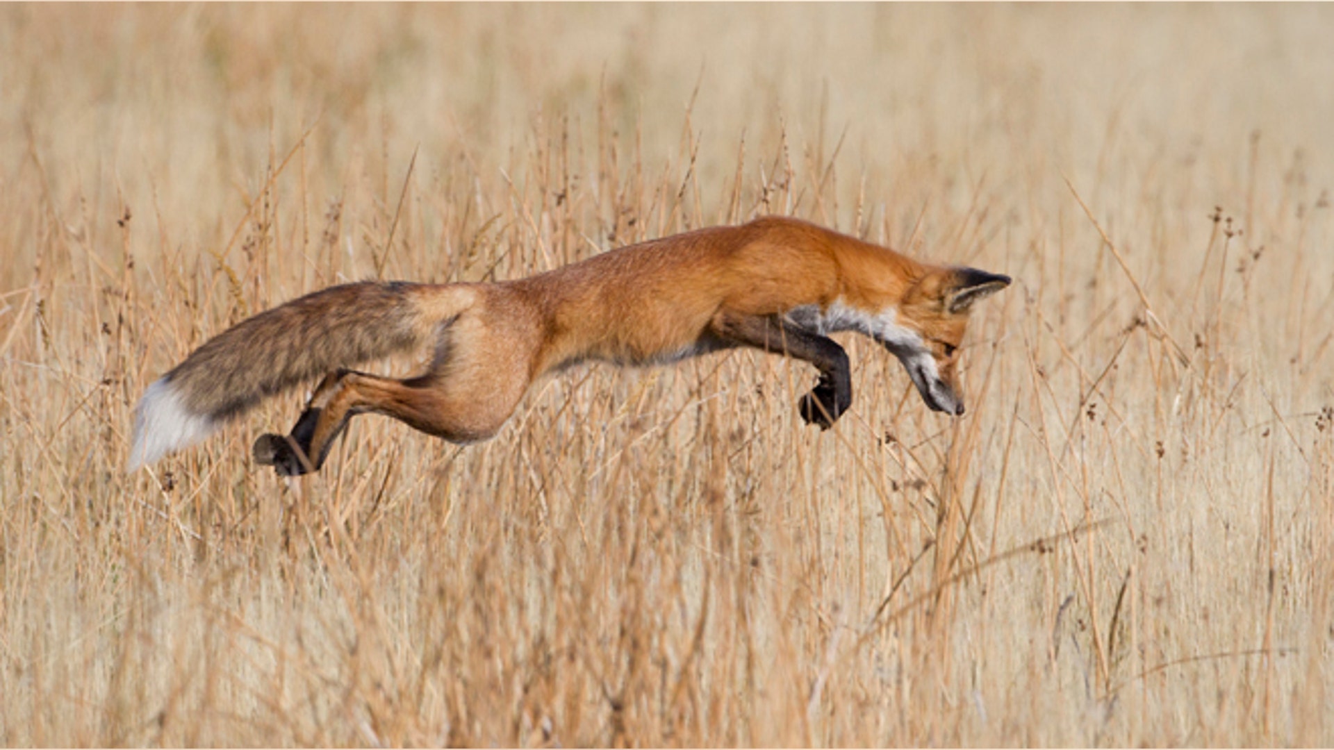 <b>Winner: The Eric Hosking Portfolio Award</b>