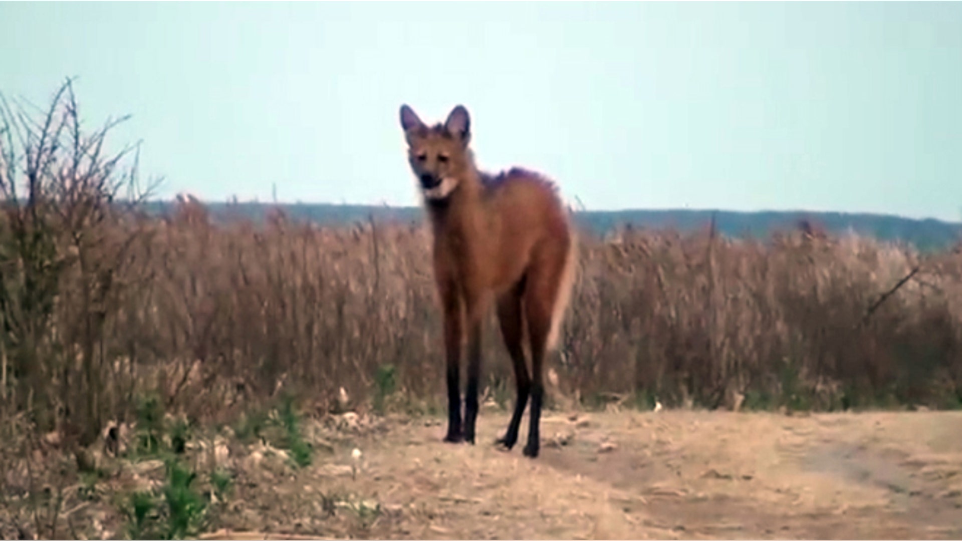 <b>Maned Wolf</b>