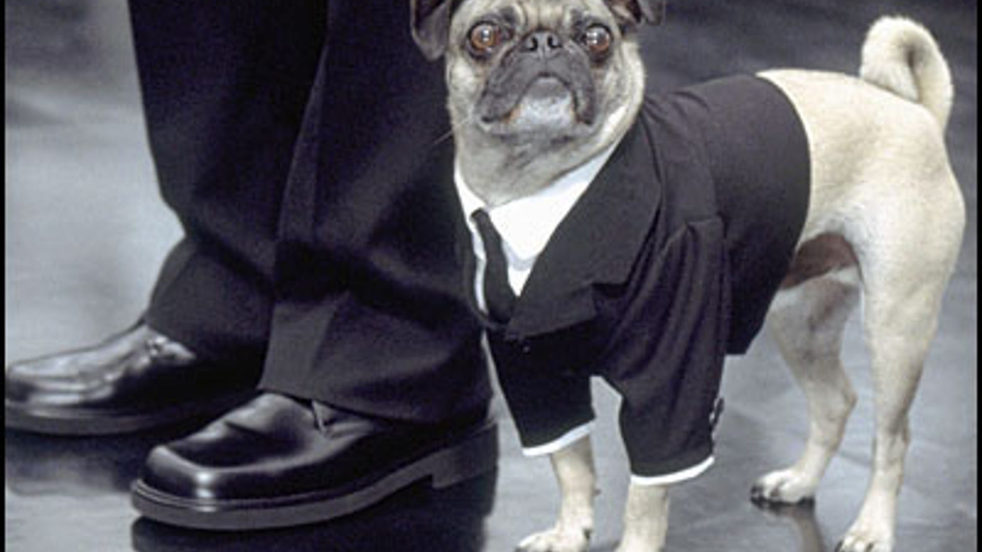Men in Black Pooch