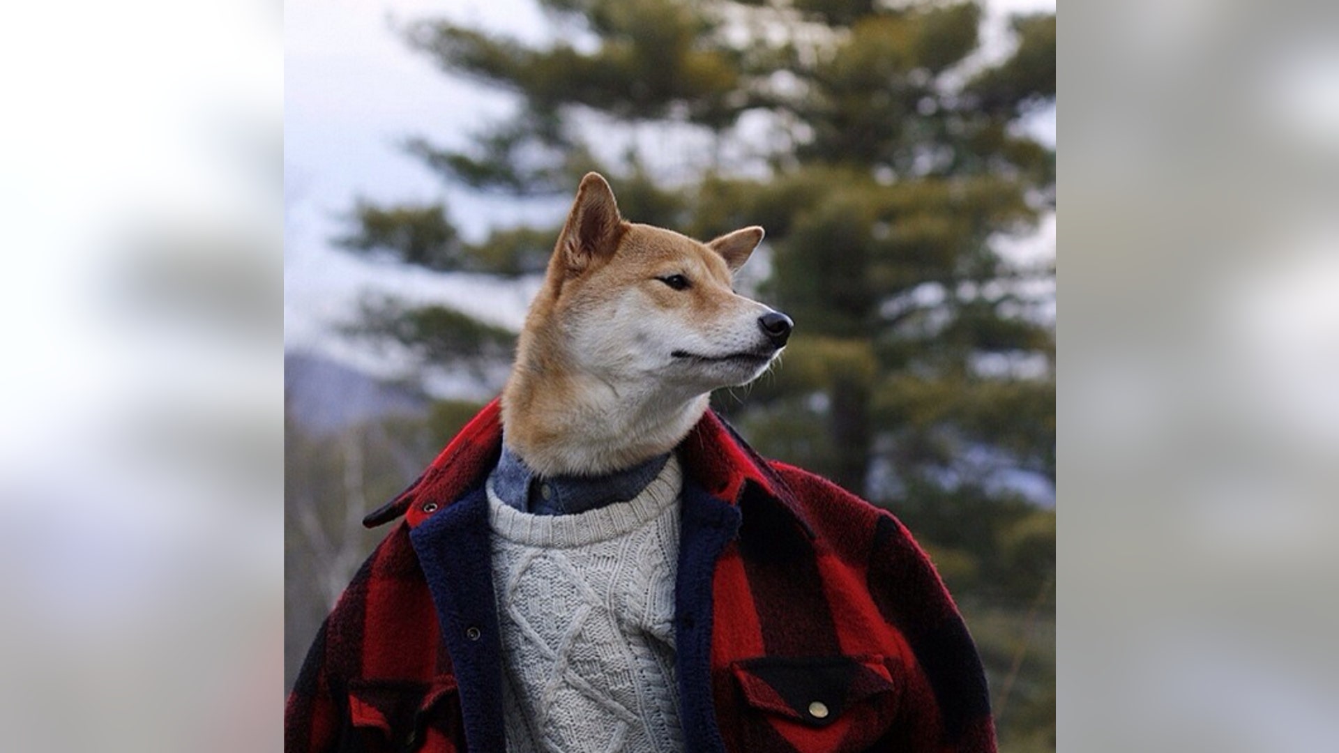 Menswear Dog