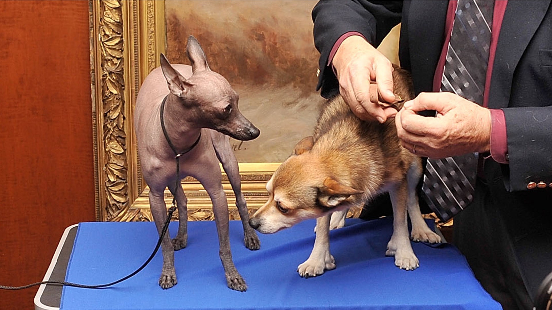 mexican_hairless_dog_crop