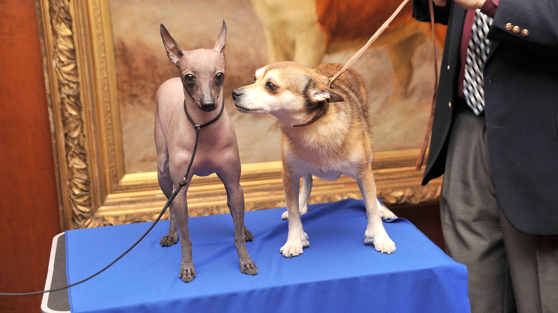 Mexican Hairless Star of the Show Fox News