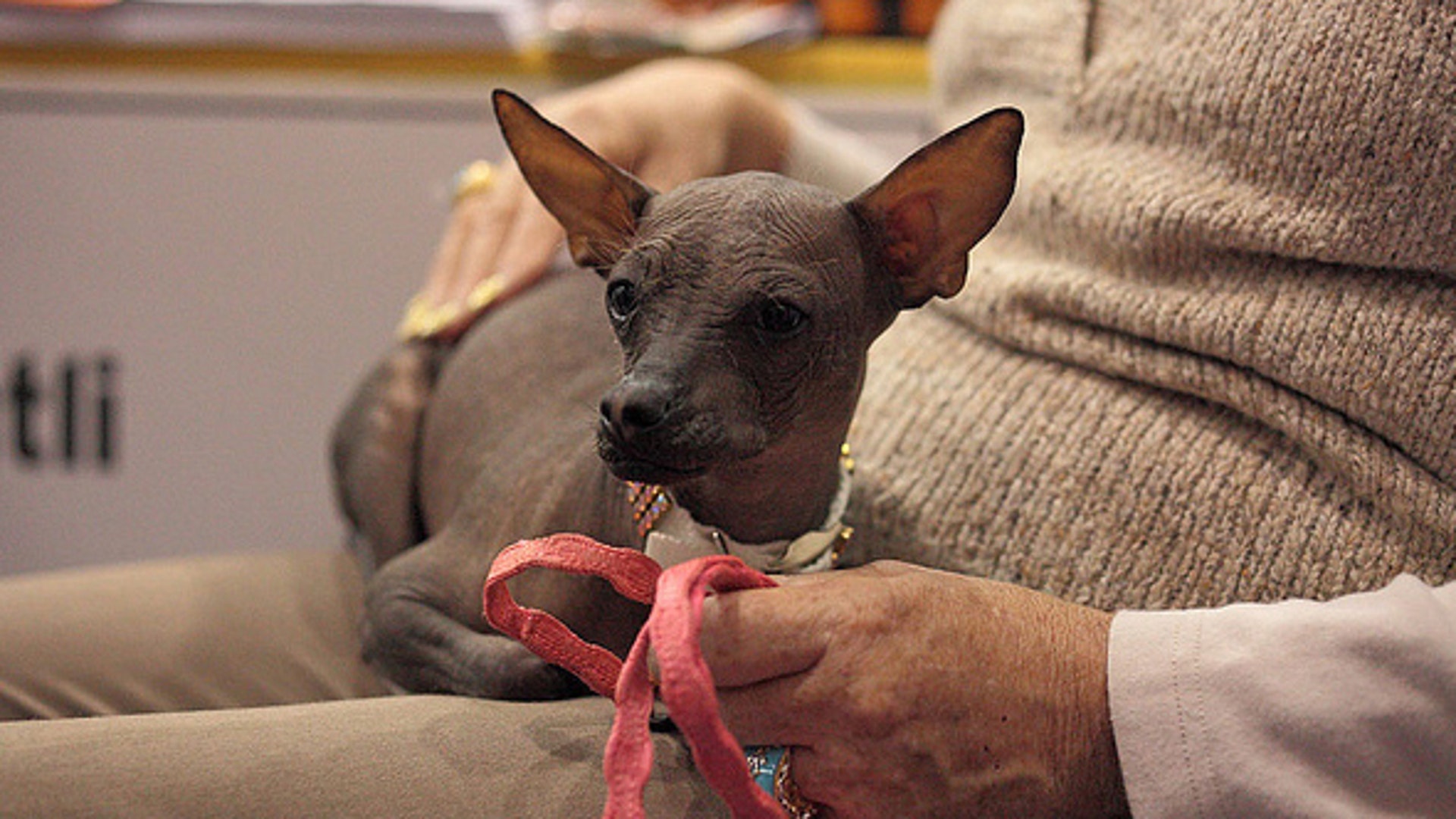 Mexican Hairless Star of the Show | Fox News