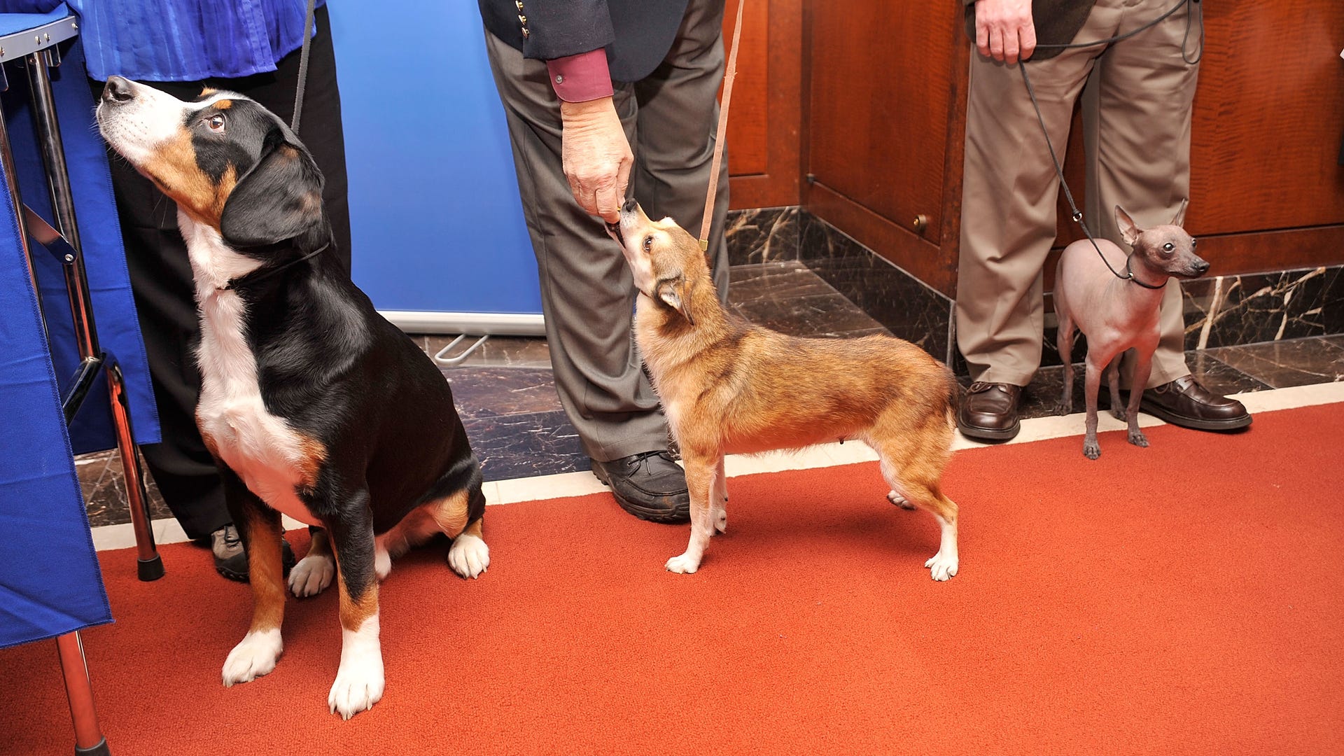 mexican_hairless_dog_three