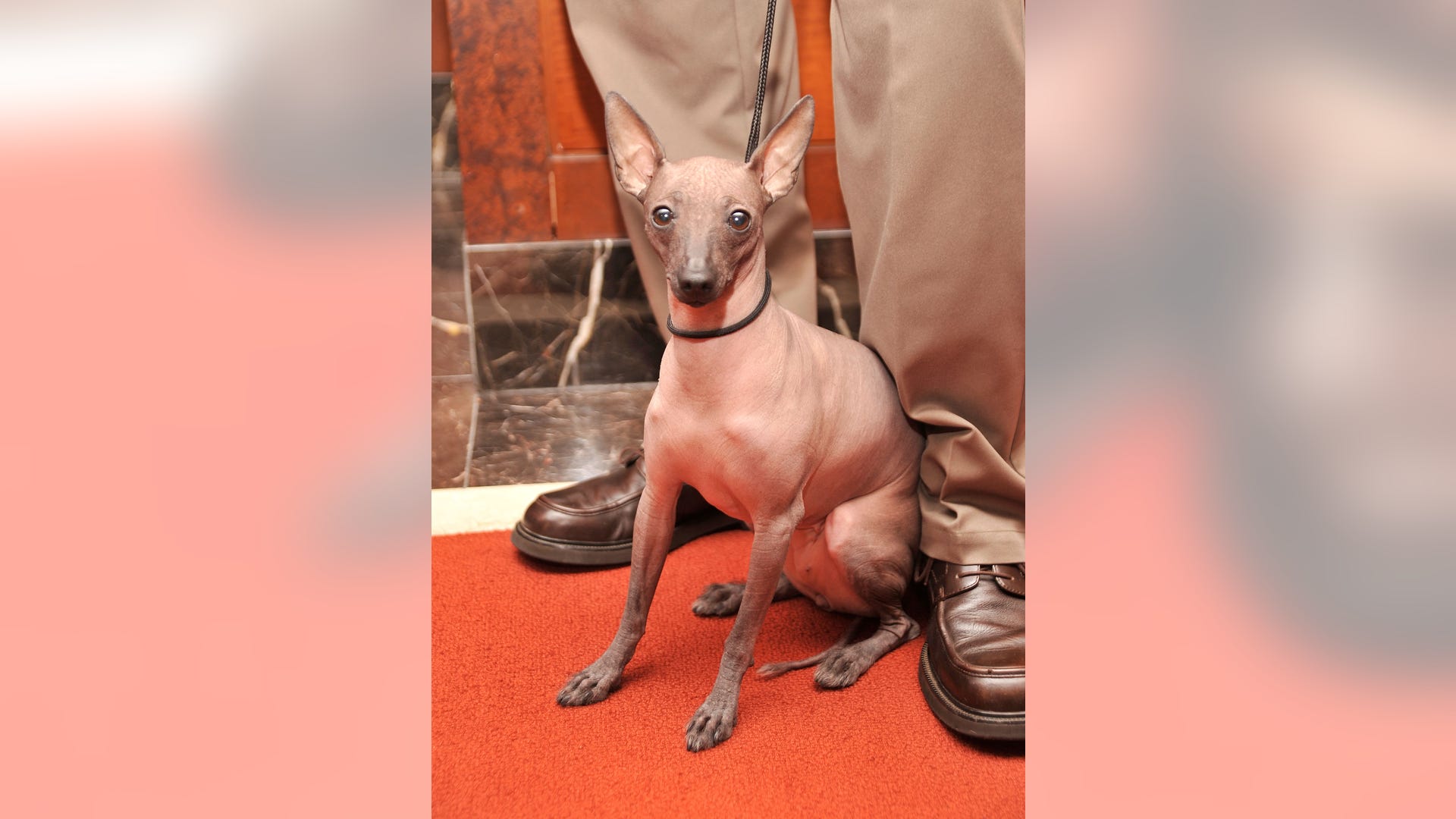 mexican_hairless_dog_two