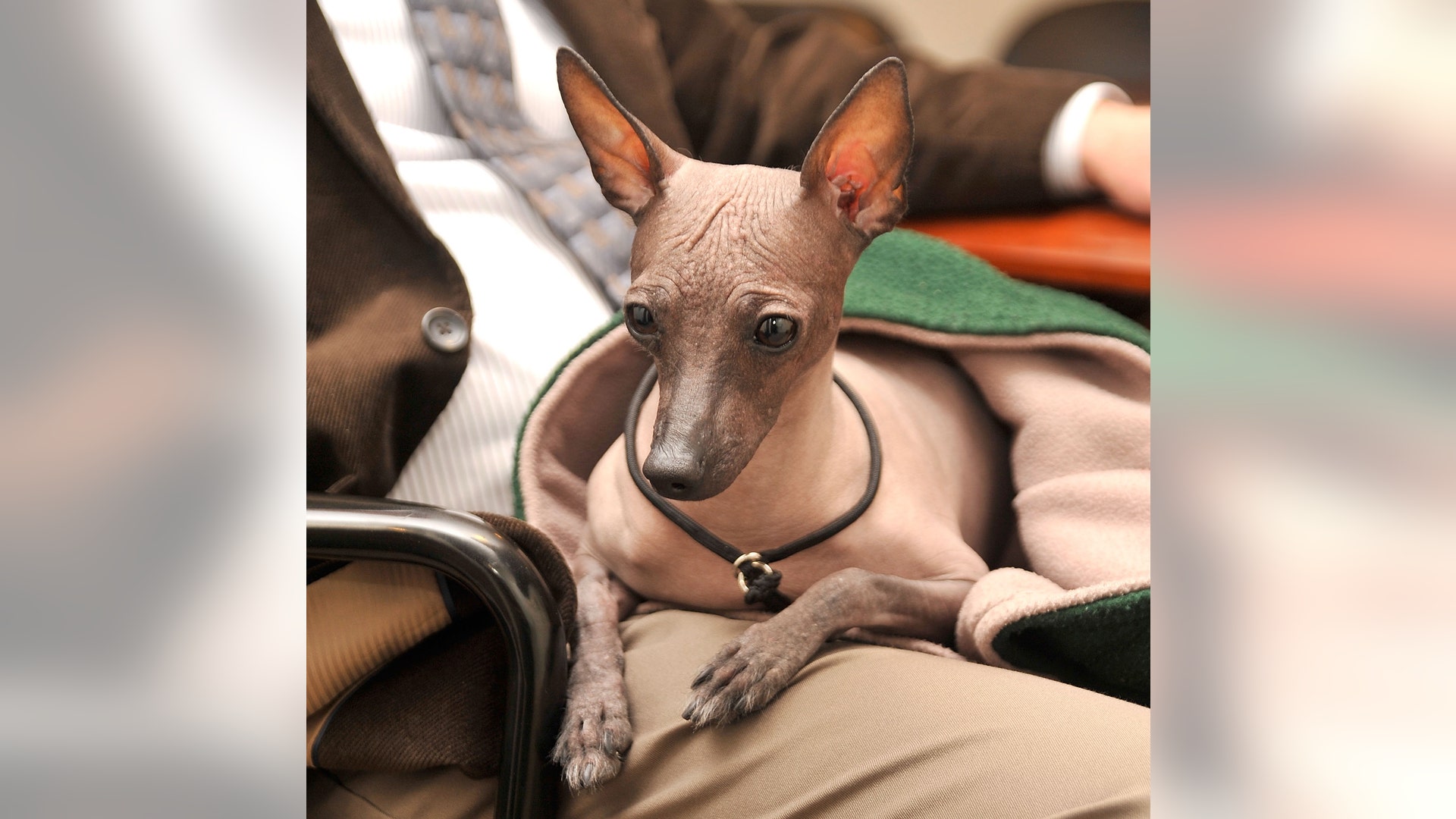 mexican_hairless_one