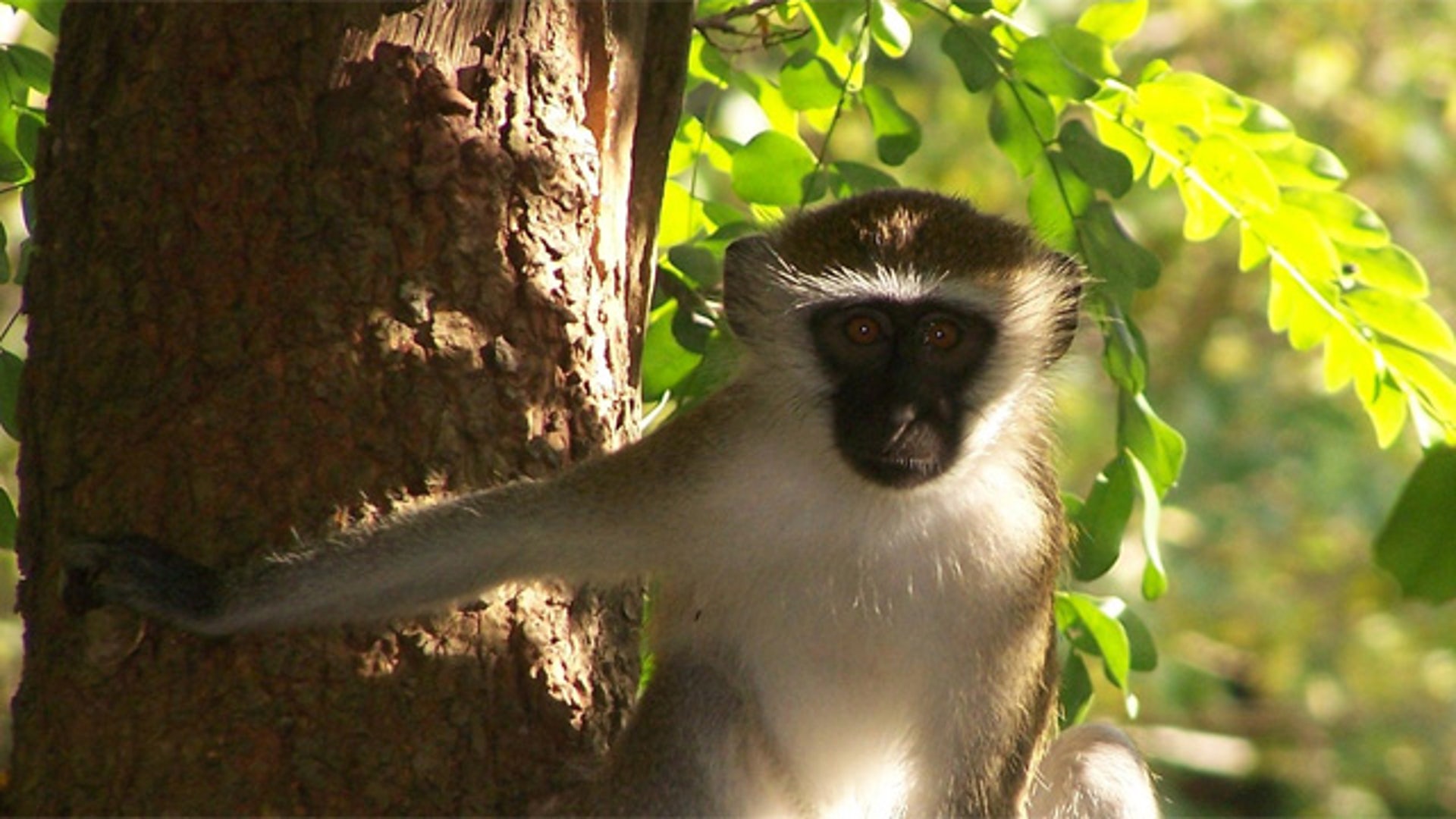 Monkey 1