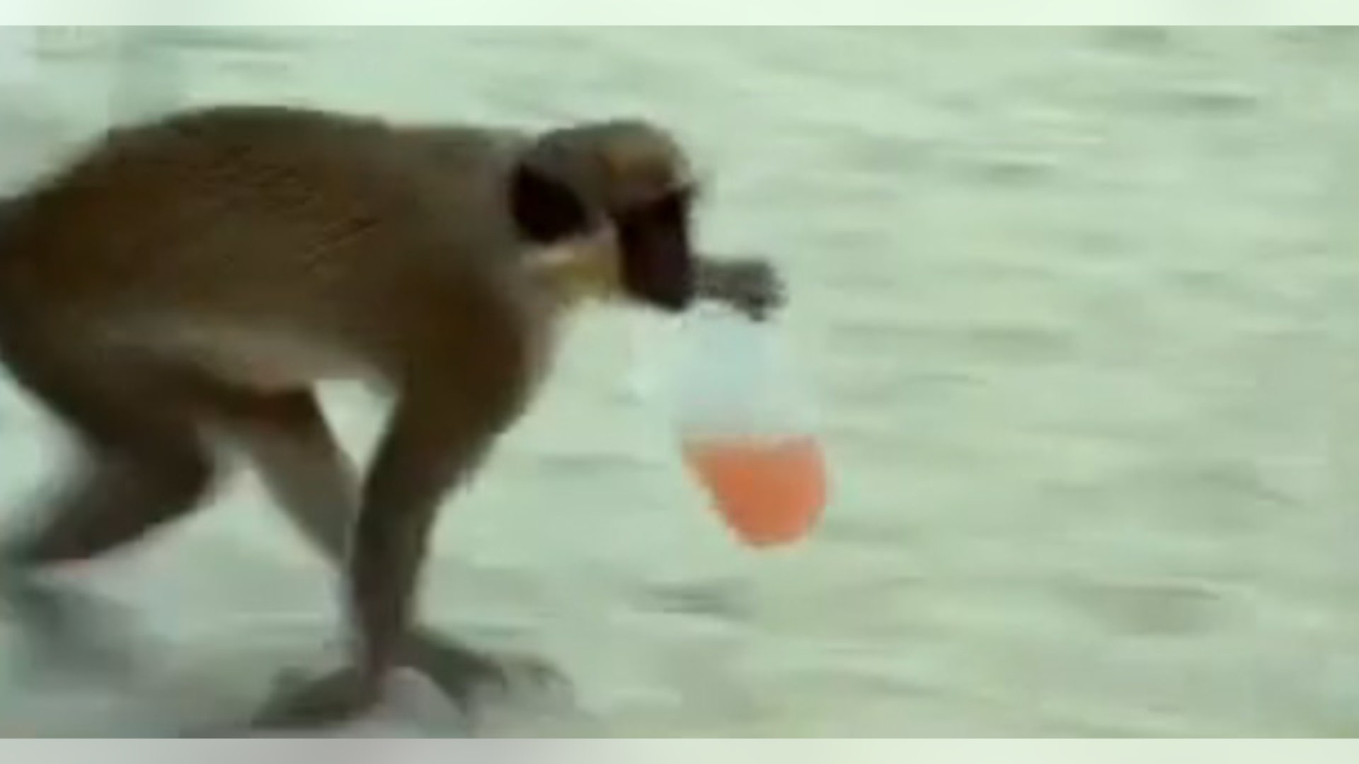Monkey 2