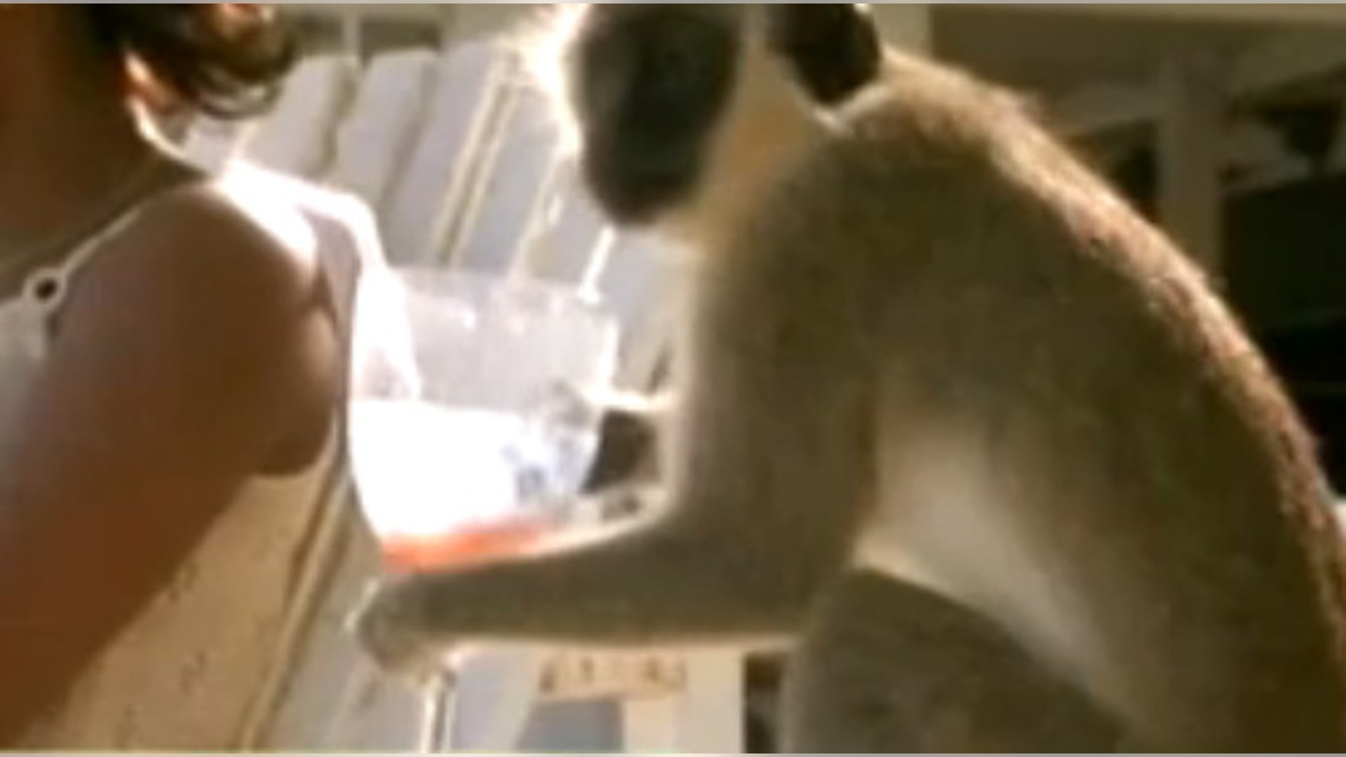 Monkey 3
