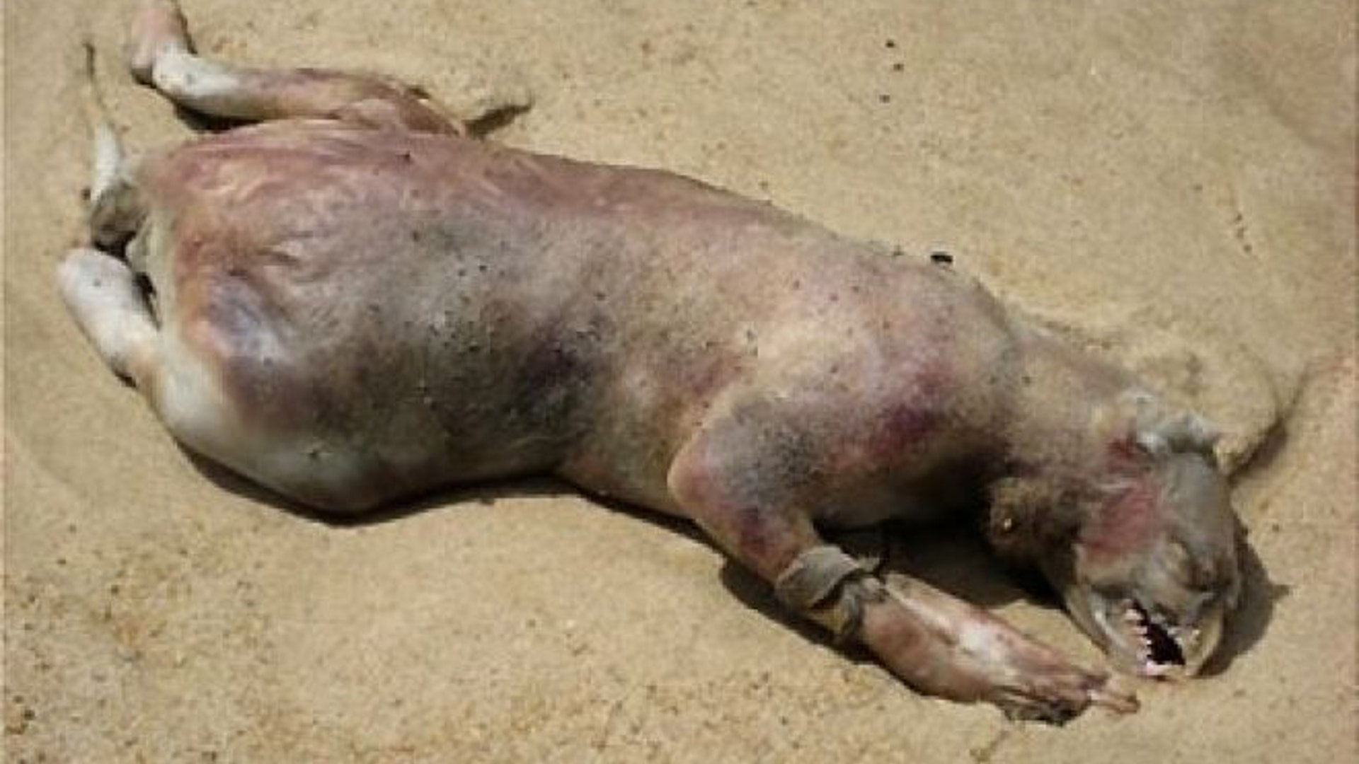 montauk_monster