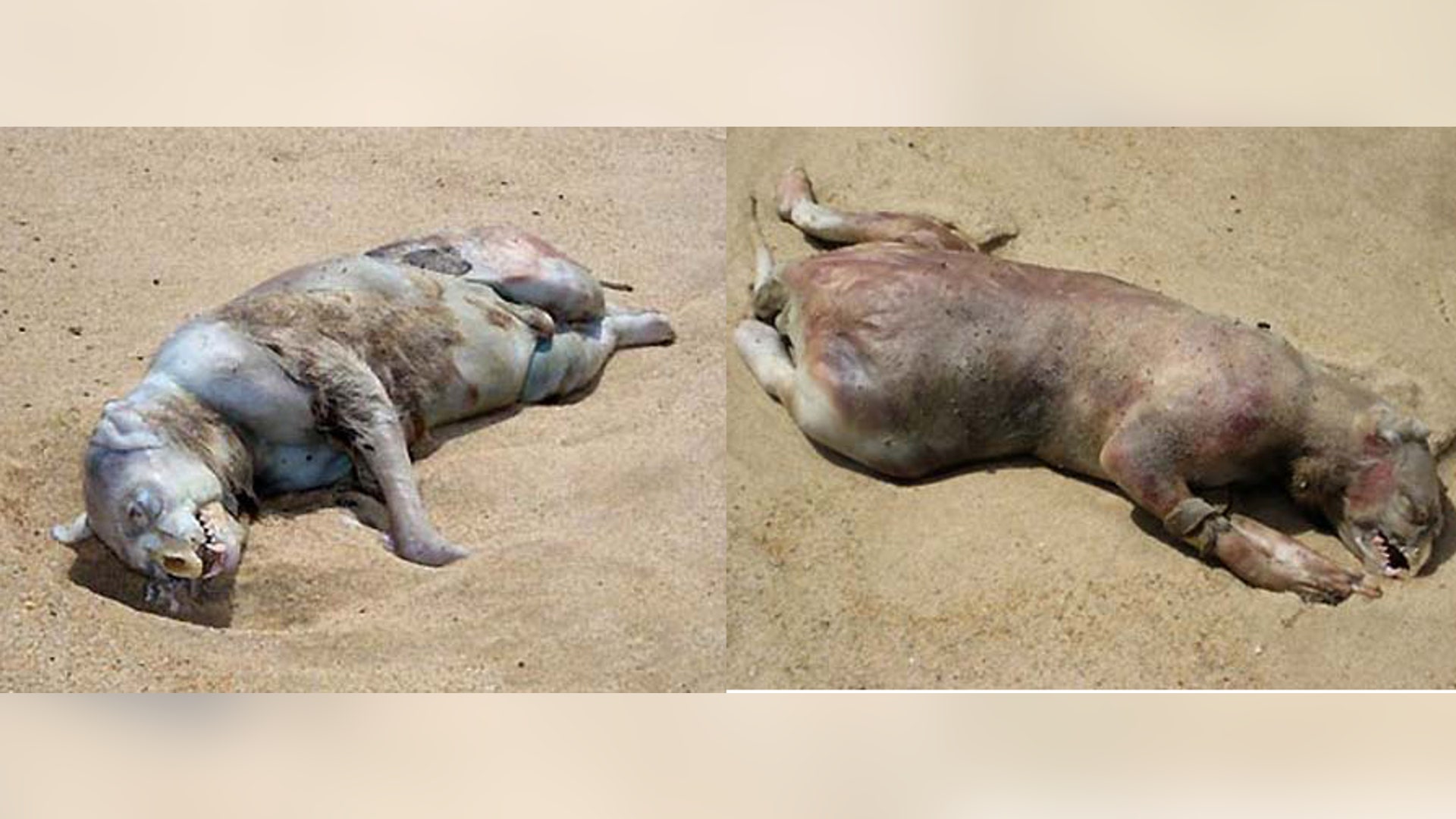 Montauk Monster