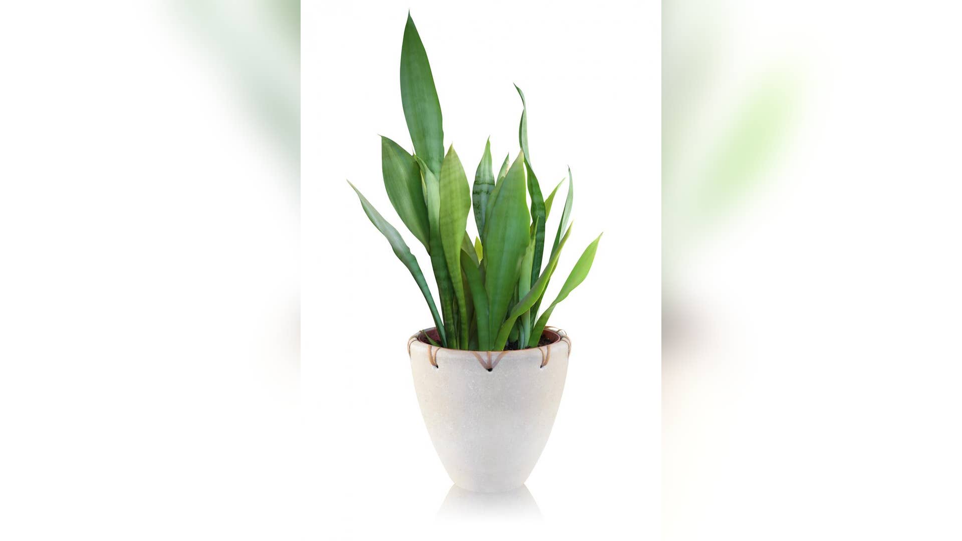 “Mother-in-law’s tongue” (Sansevieria trifasciata)