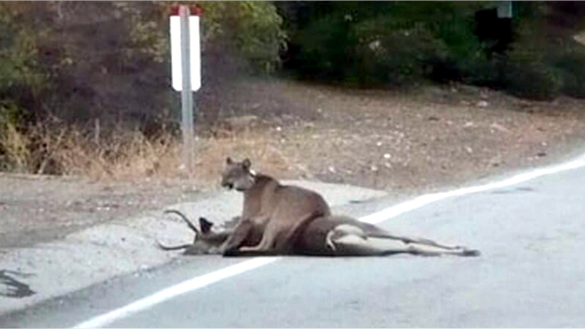 <b> Mountain lion vs. Deer</b>