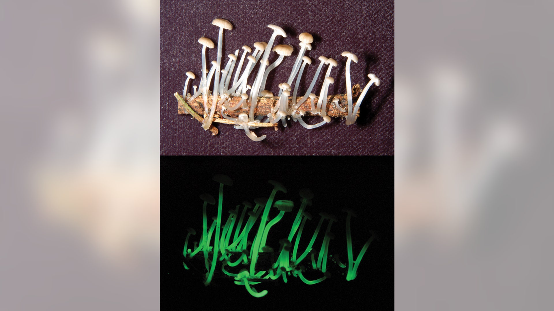 Bioluminescent Mushroom