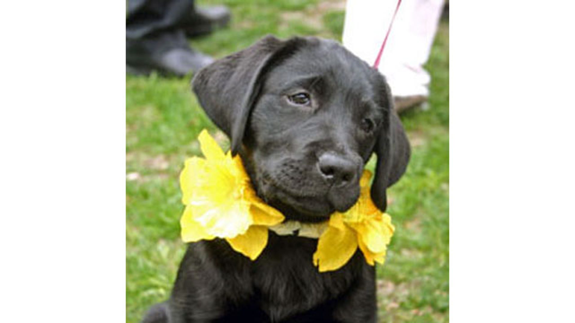 nantucket_Daffy_Puppy