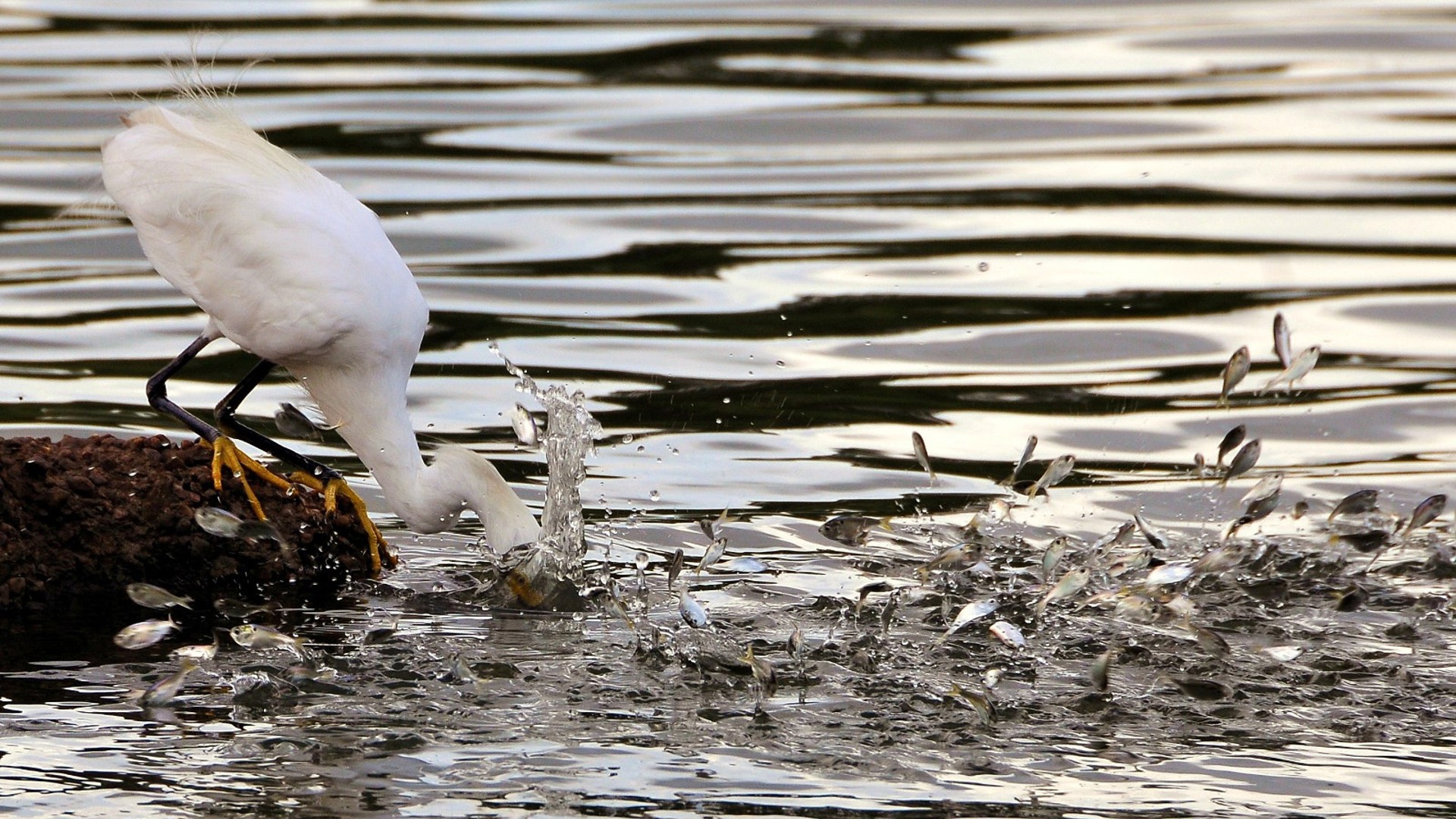 Egret vs. Fish