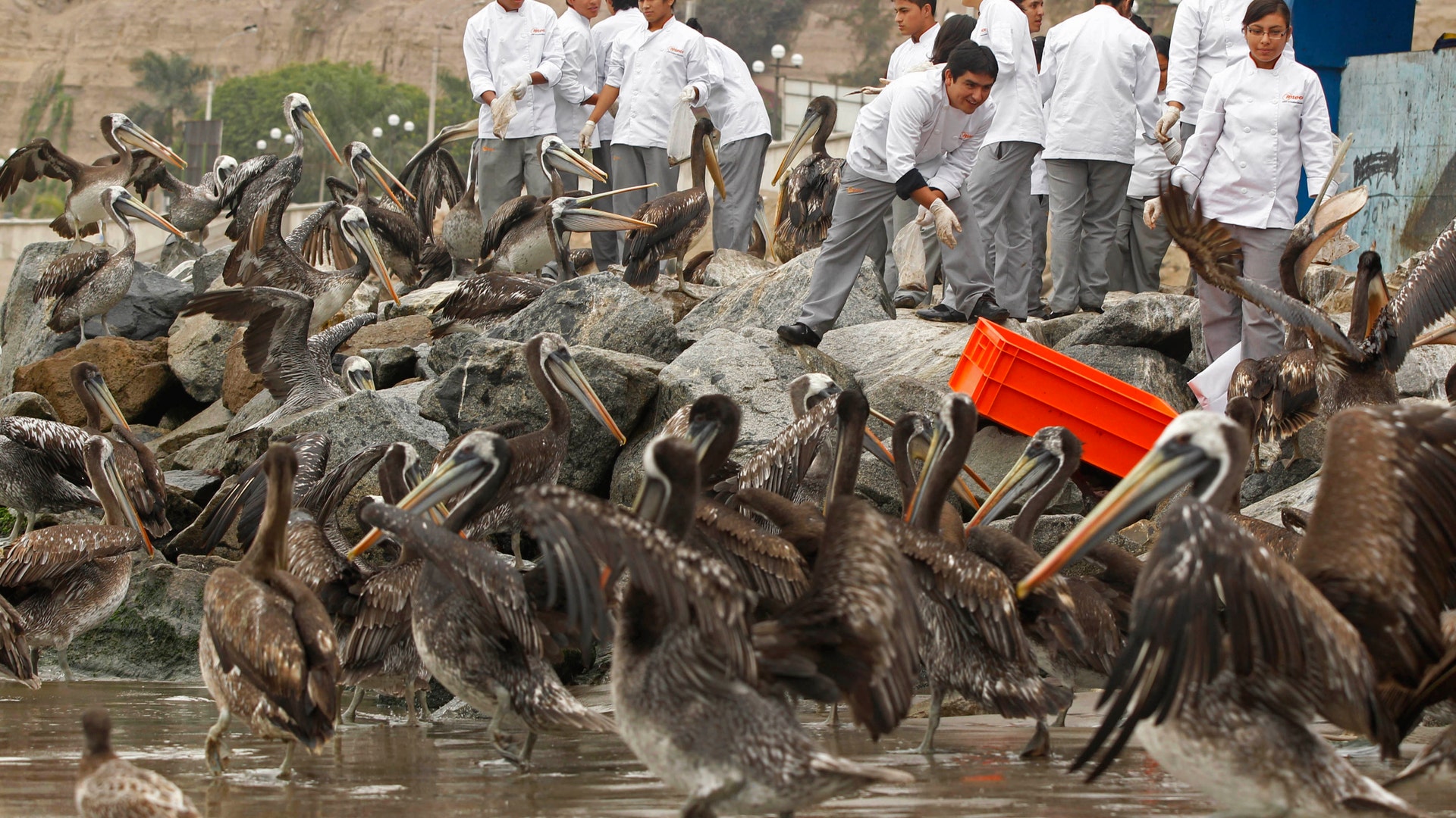 new_Peru_Pelicans_4
