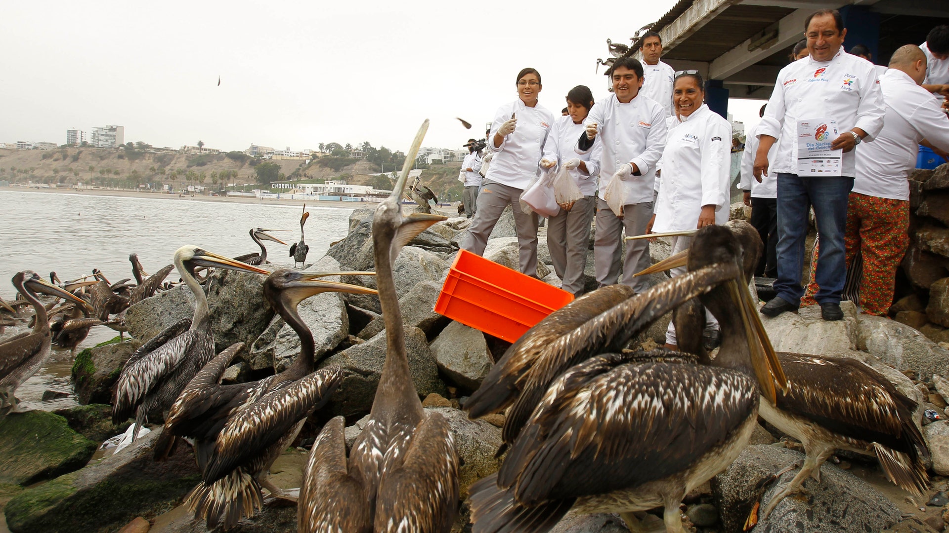 new_Peru_Pelicans_3